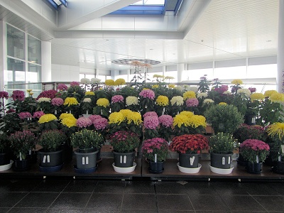 第64回北見菊まつり