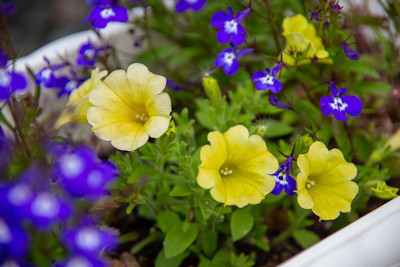 花のフォトコンテスト 入賞作品