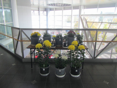 北見菊まつり・北見秋祭